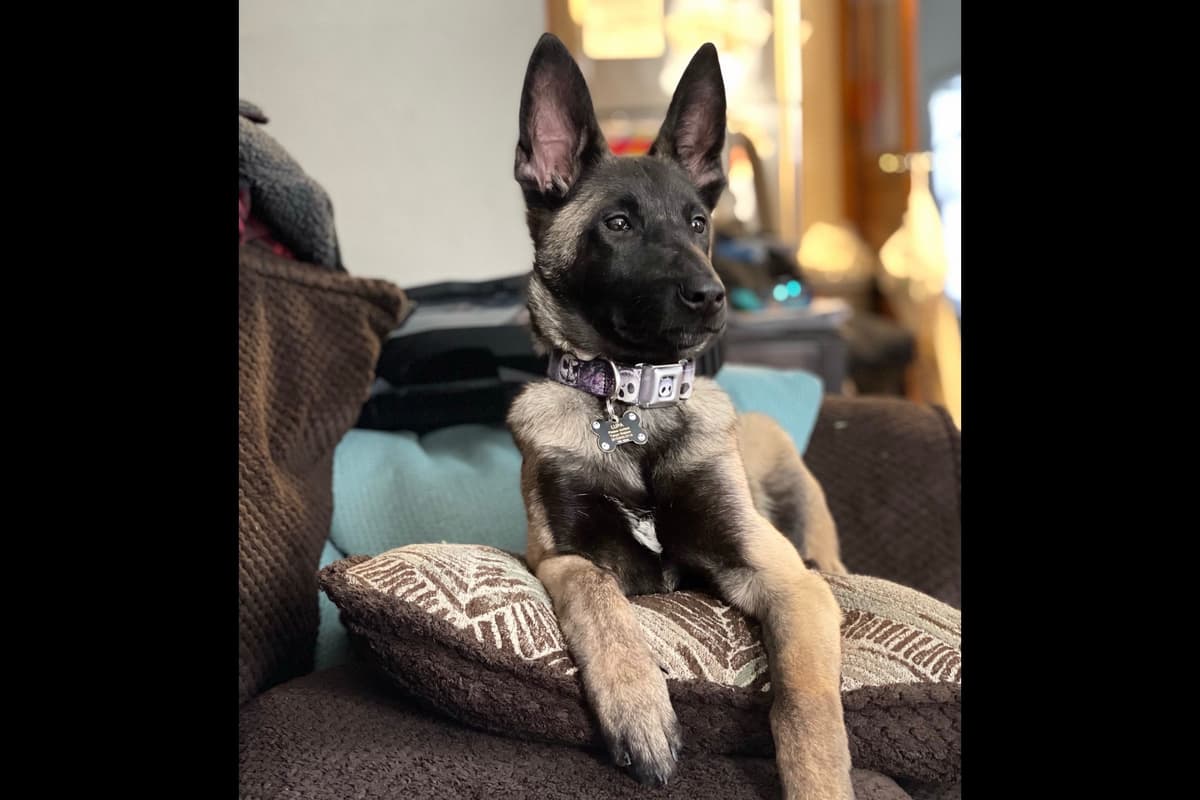Belgian Malinois Puppies breeder image 11