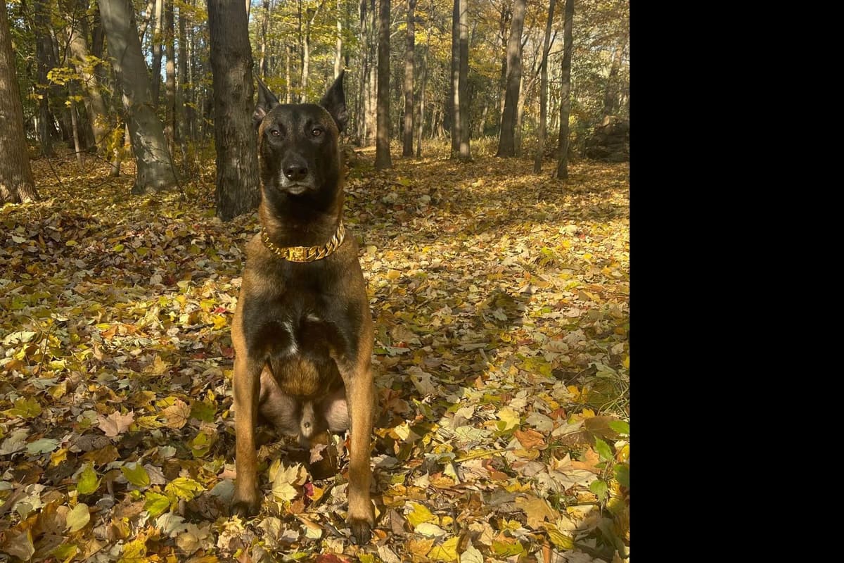 Belgian Malinois Puppies breeder image 13
