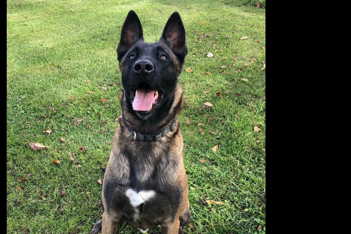 Belgian Malinois Puppies breeder image 14