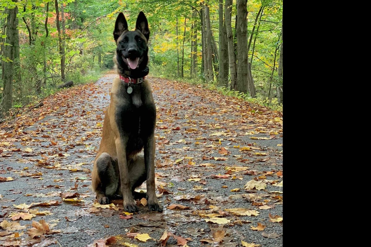 Belgian Malinois Puppies breeder image 15