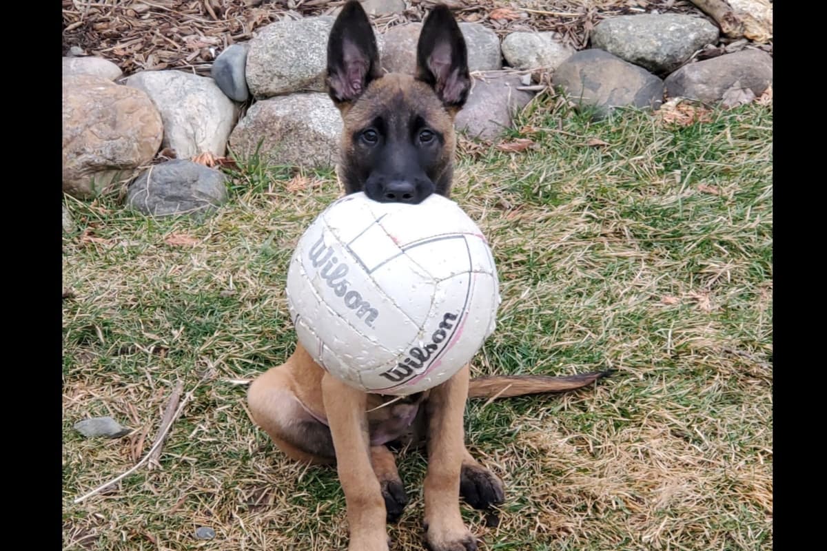 Belgian Malinois Puppies breeder image 16