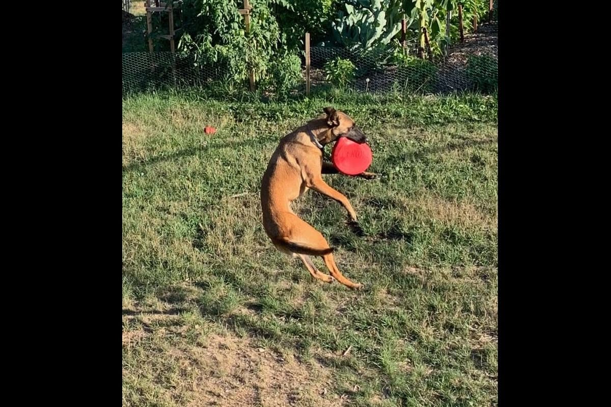 Belgian Malinois Puppies breeder image 17