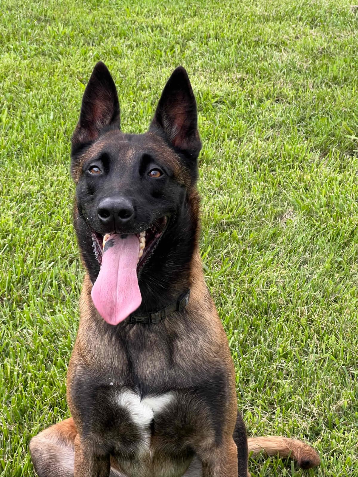 Belgian Malinois Puppies breeder image 18