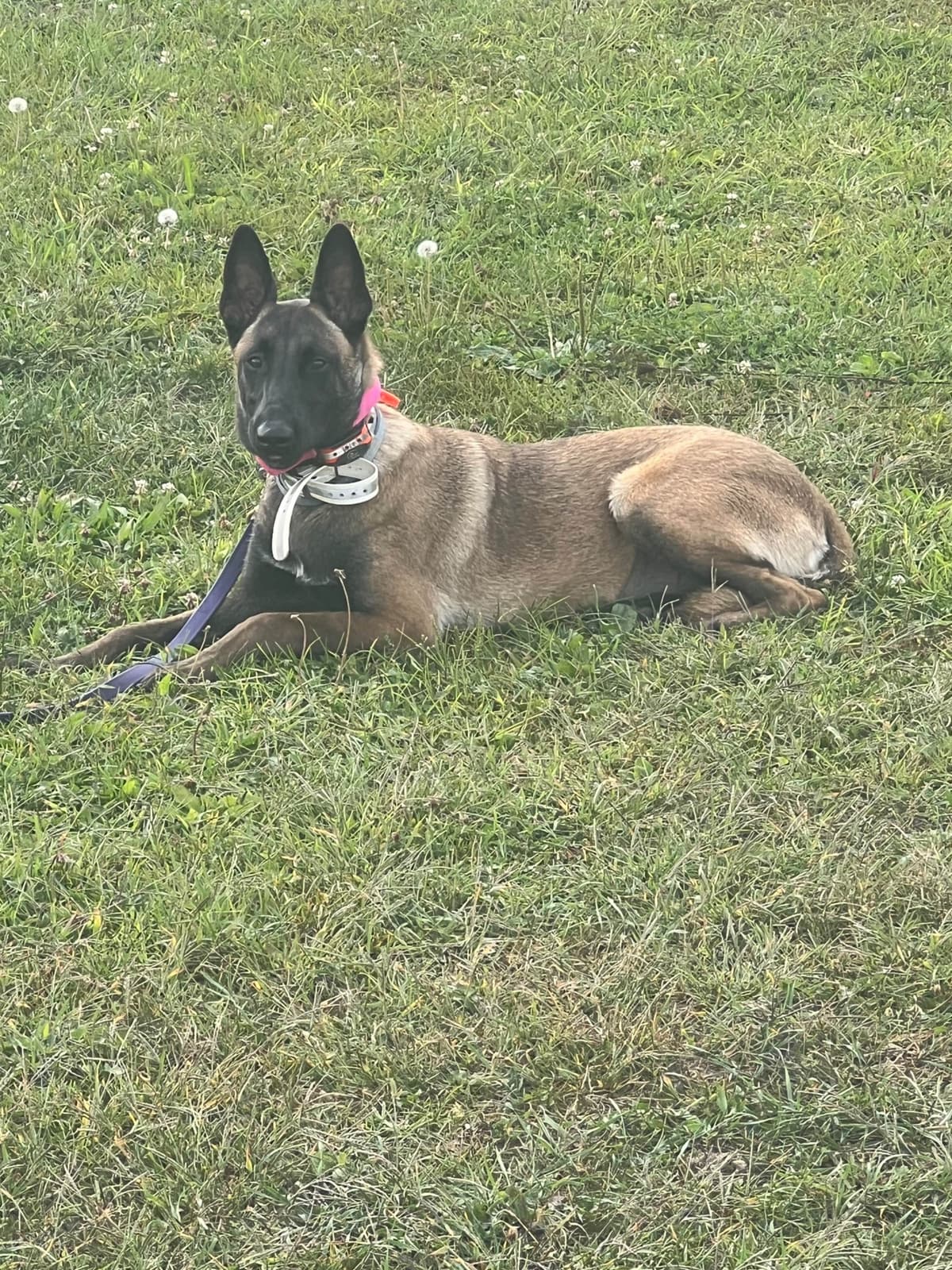 Belgian Malinois Puppies breeder image 19