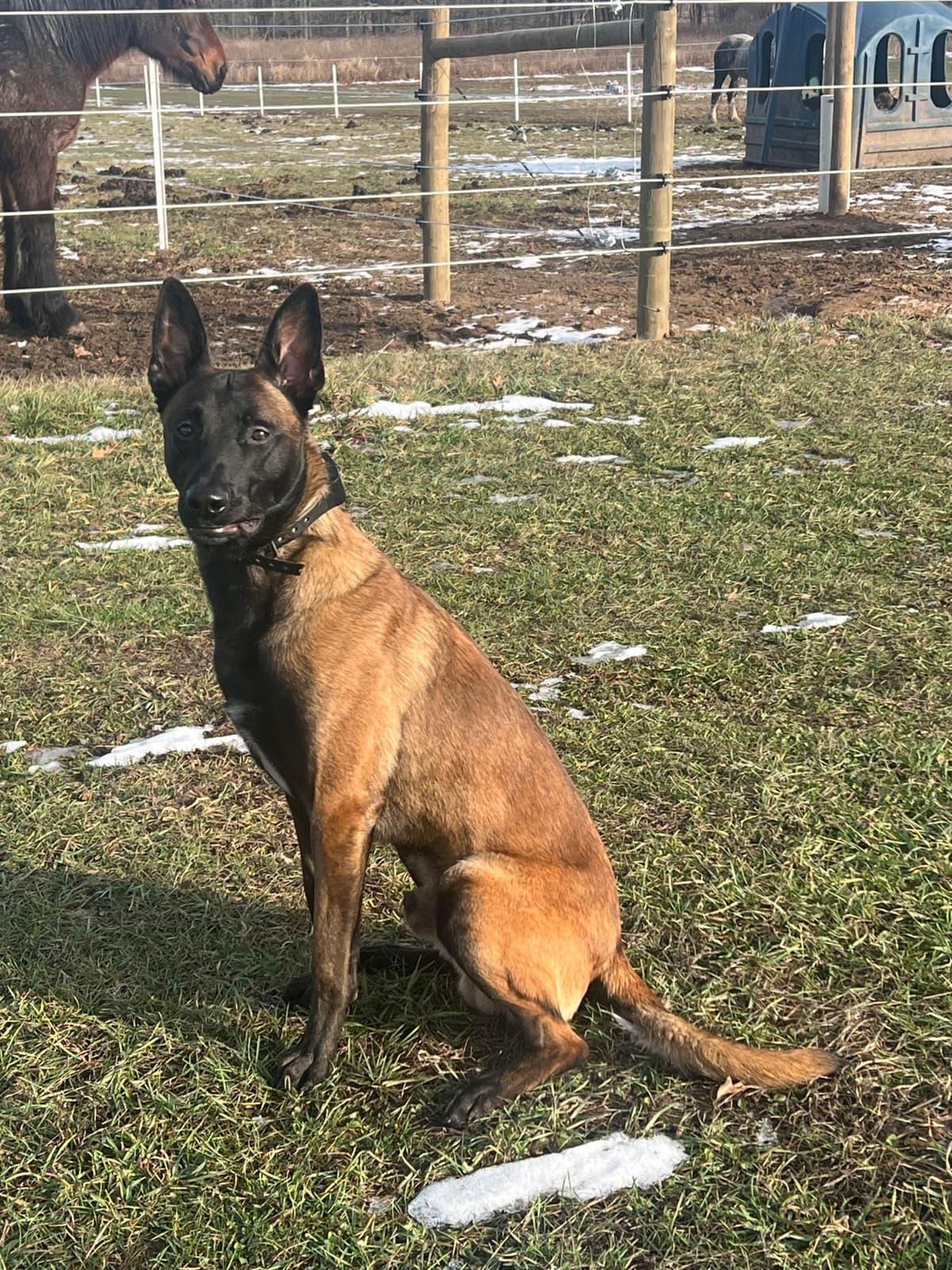 Belgian Malinois Puppies breeder image 20