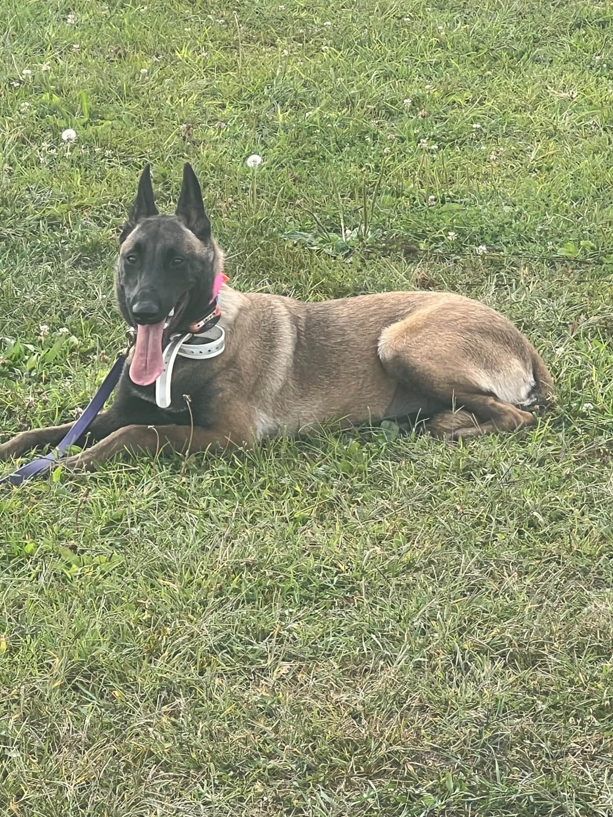 Belgian Malinois Puppies breeder image 21