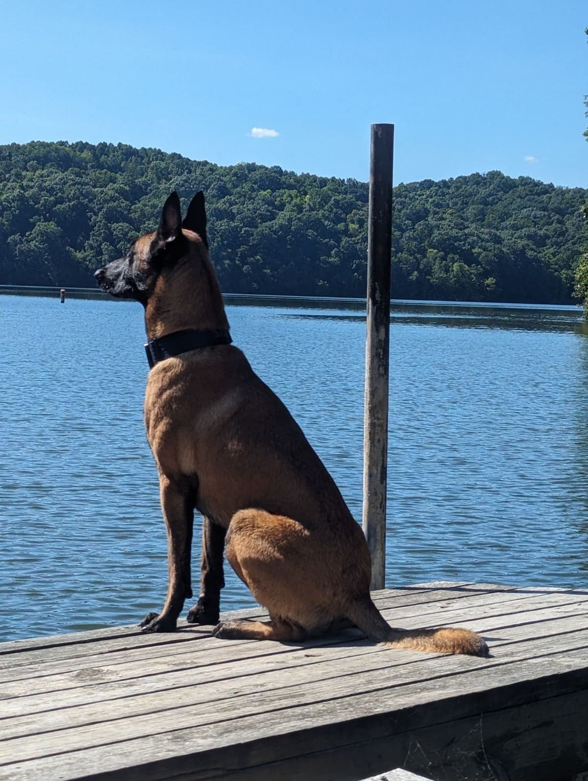 Belgian Malinois Puppies breeder image 22