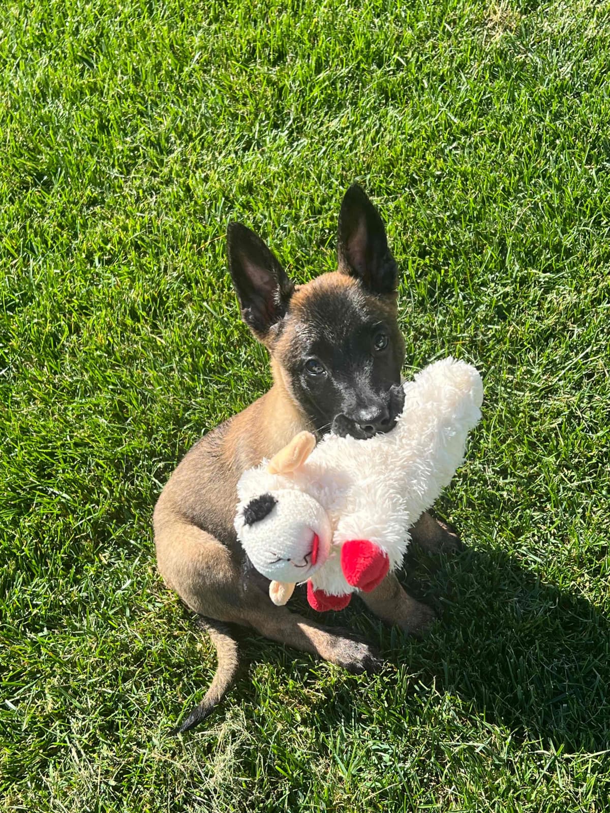 Belgian Malinois Puppies breeder image 23