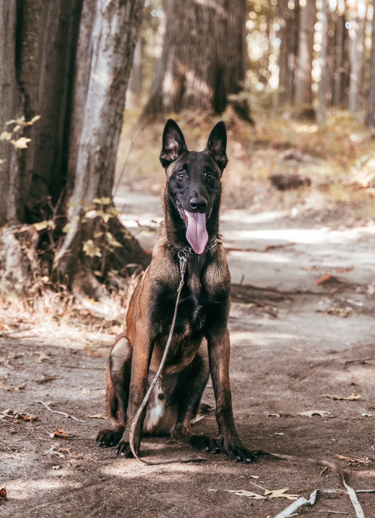Belgian Malinois Puppies breeder image 24