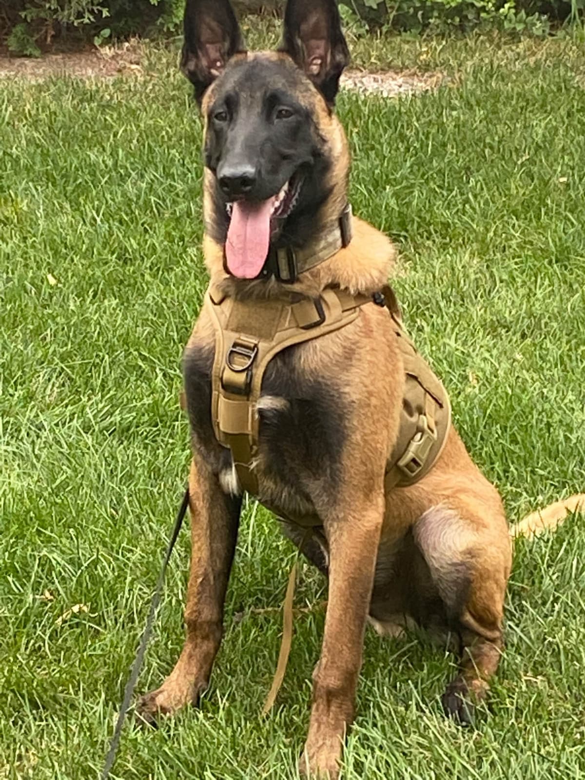 Belgian Malinois Puppies breeder image 25