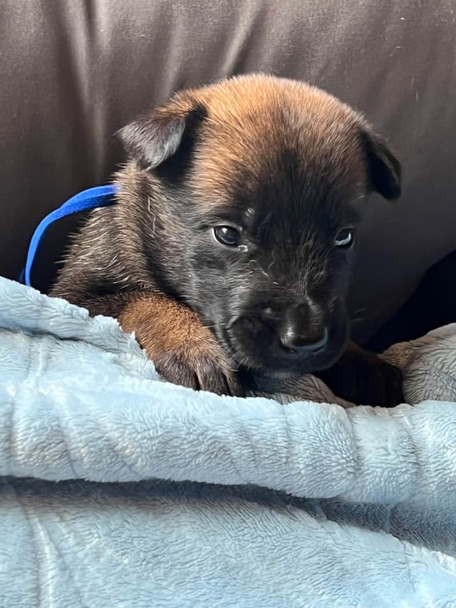 Belgian Malinois Puppies media 3