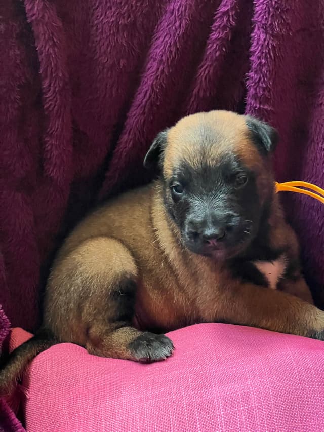 Belgian Malinois Puppies media 4