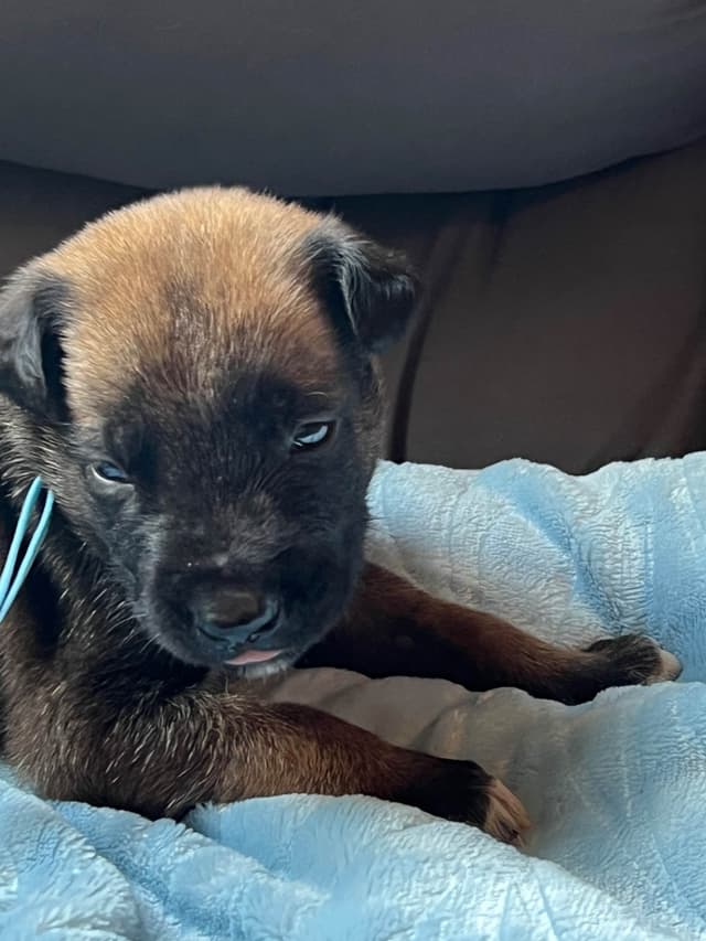 Belgian Malinois Puppies media 6