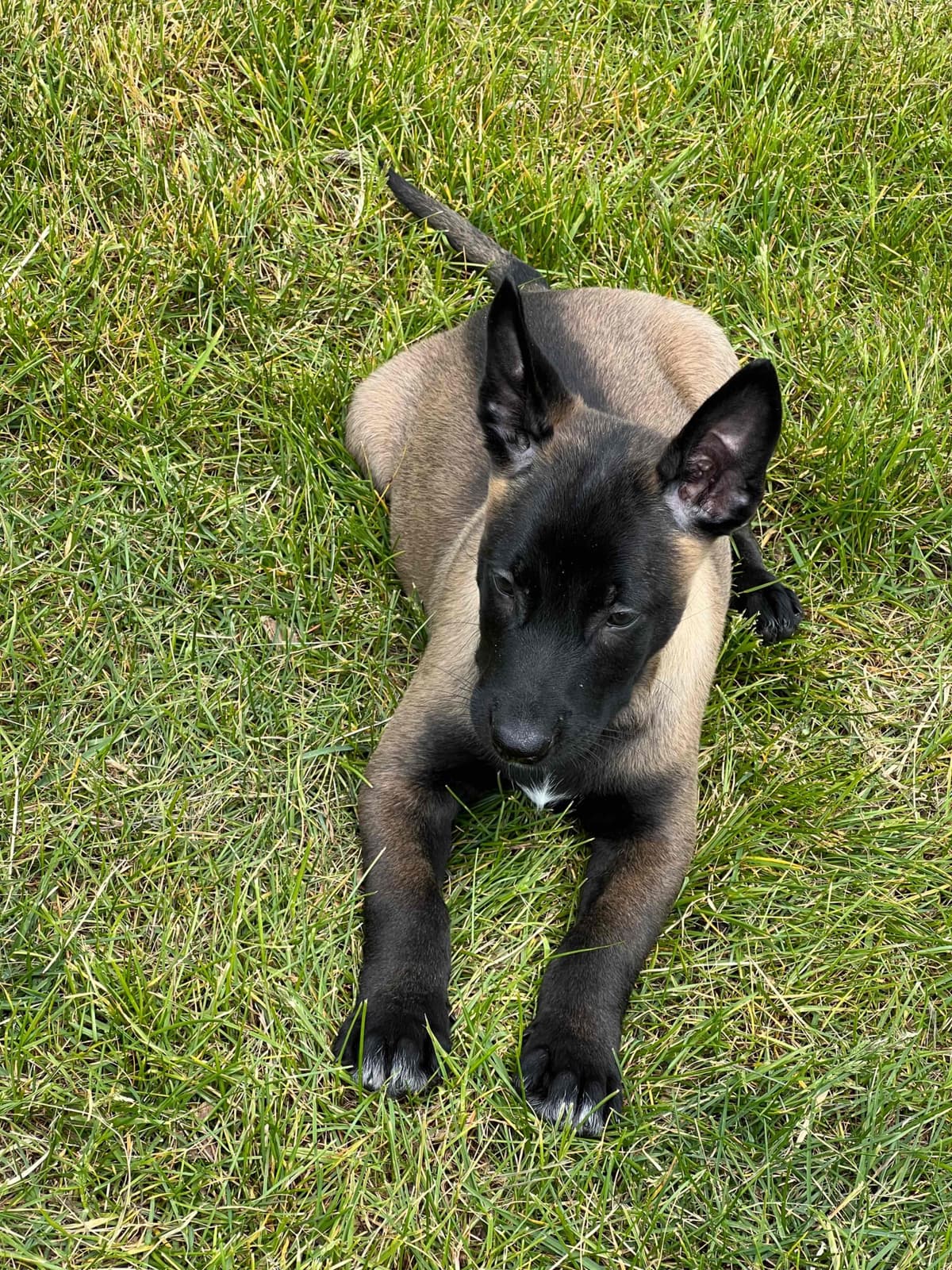 Belgian Malinois Puppies breeder image 26