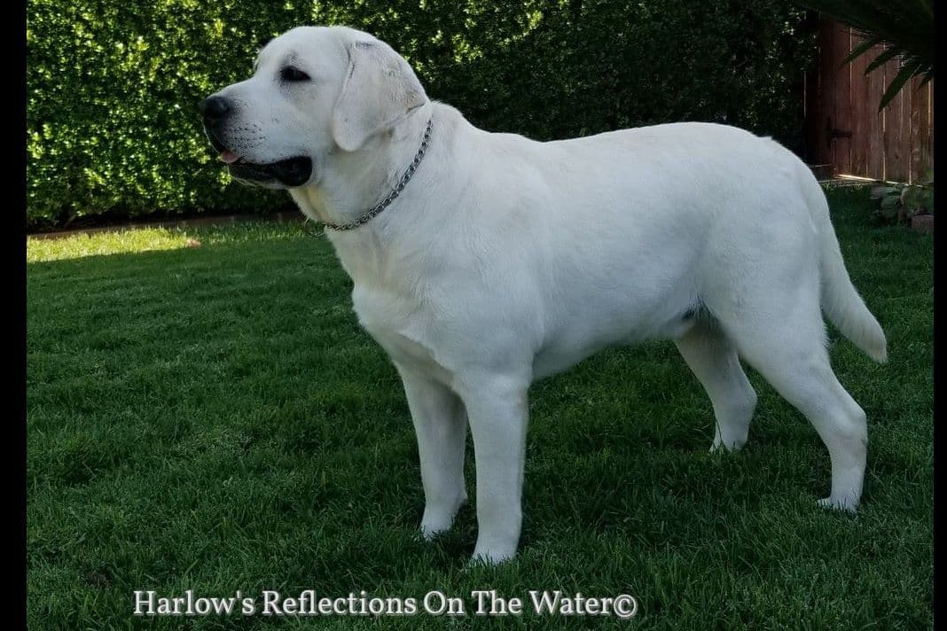 Yellow Lab Puppies breeder image 3