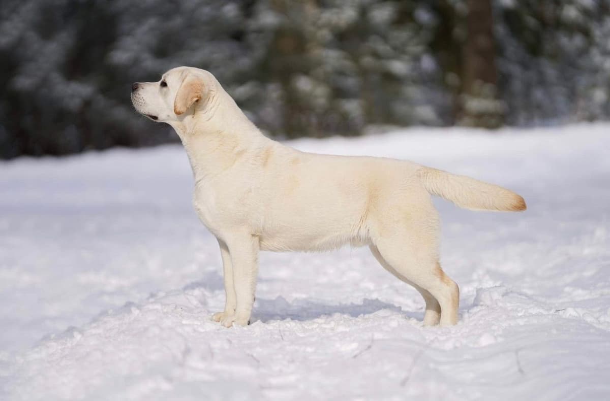 Yellow Lab Puppies breeder image 7