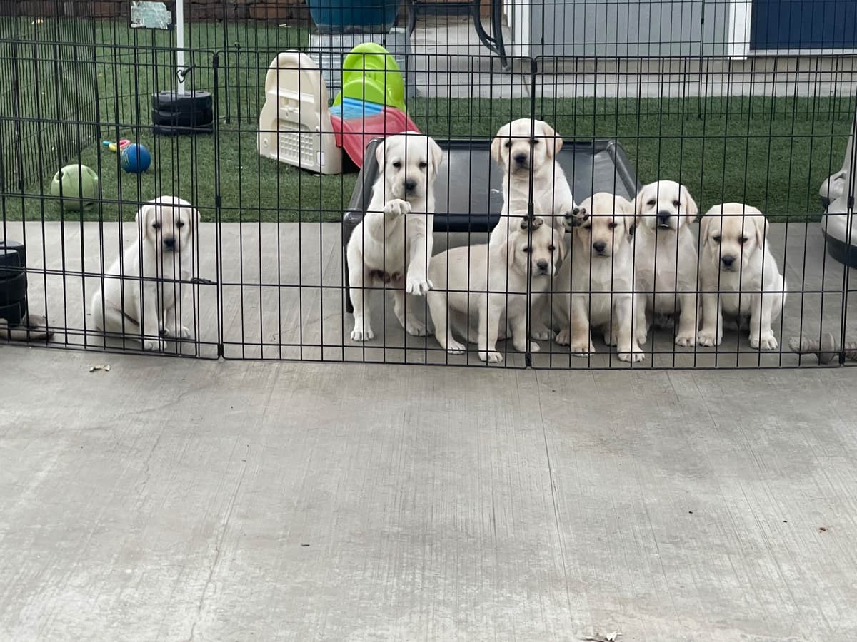 Yellow Lab Puppies breeder image 10