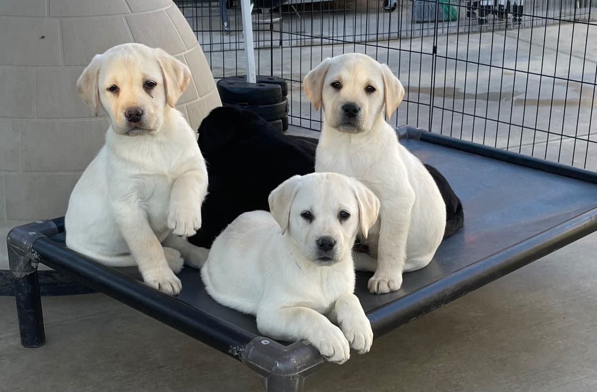 Yellow Lab Puppies breeder image 12