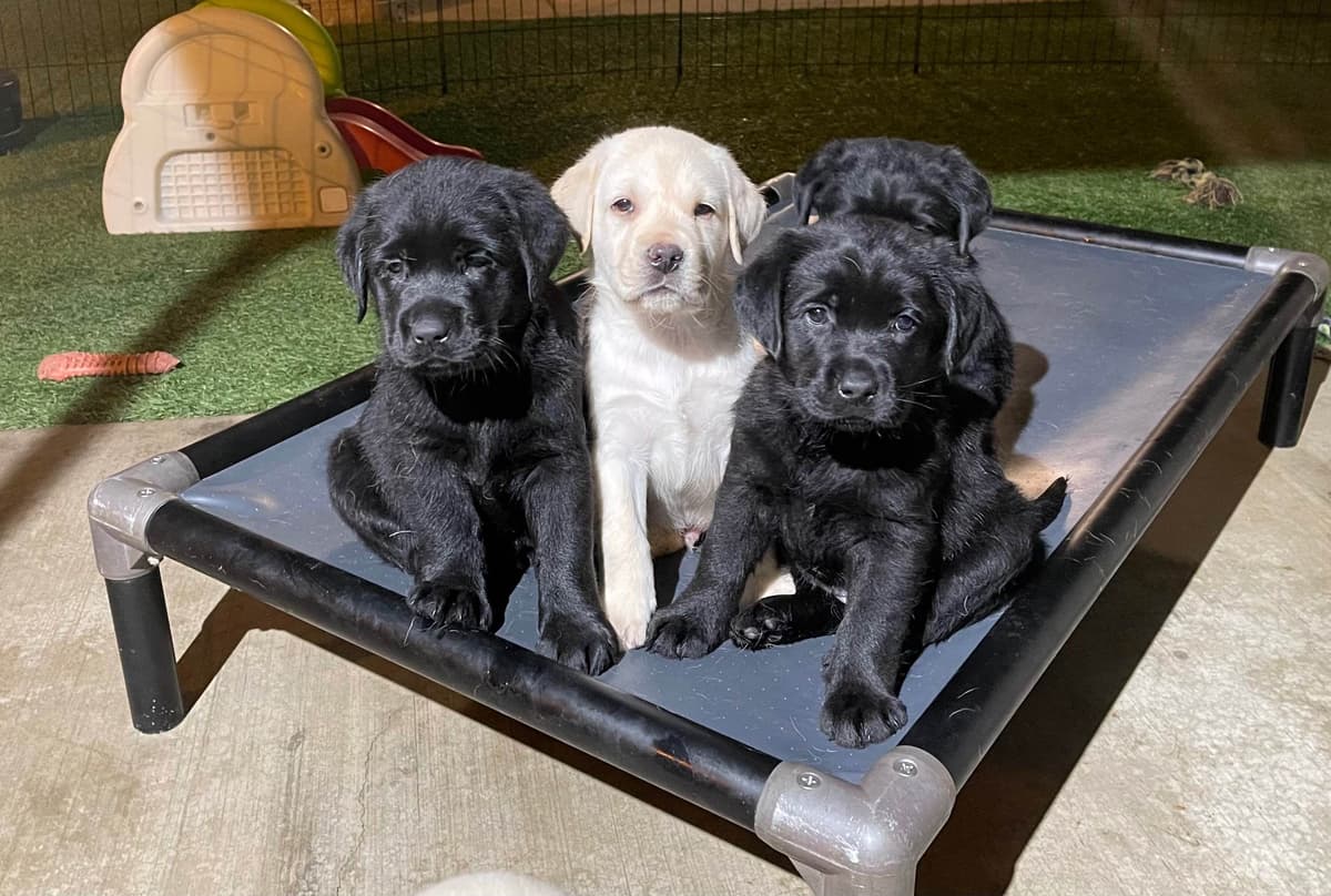 Yellow Lab Puppies breeder image 13