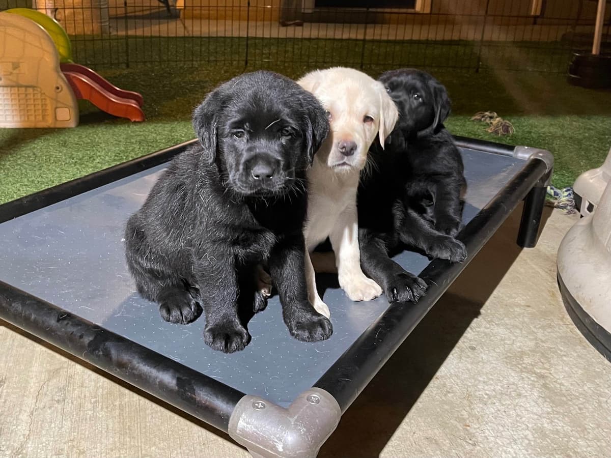 Yellow Lab Puppies breeder image 1
