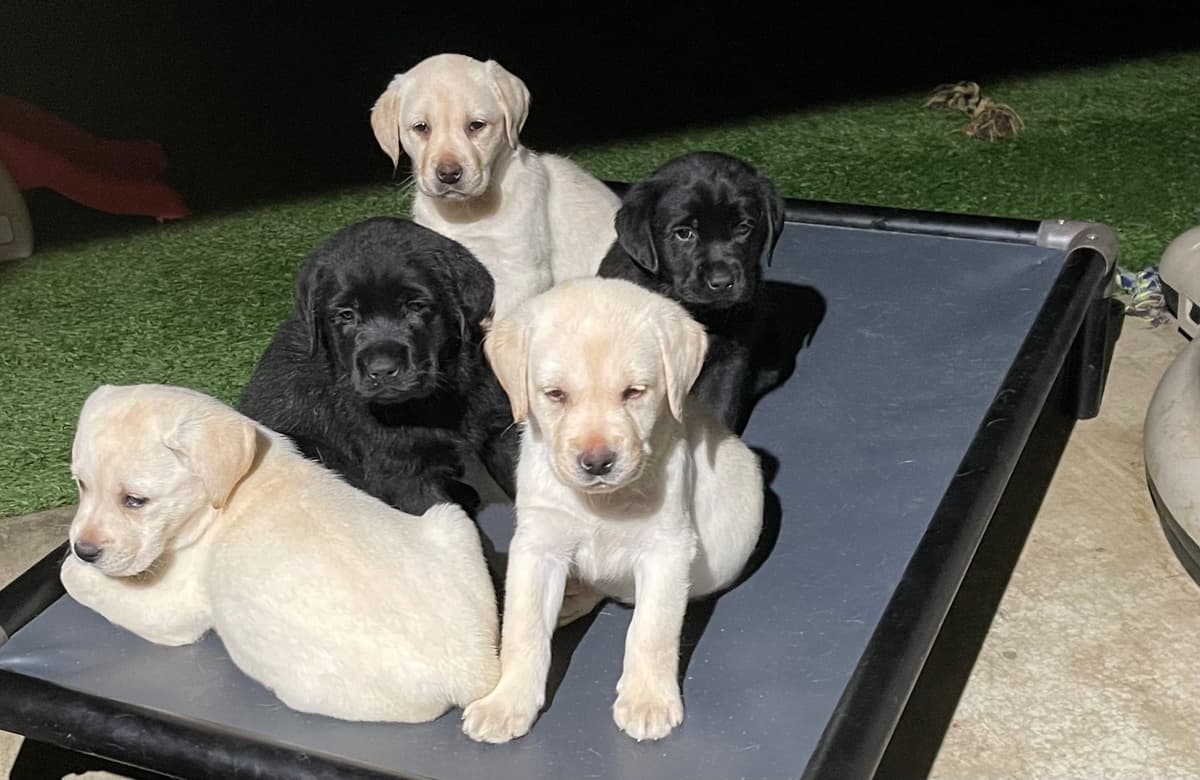 Yellow Lab Puppies breeder image 14