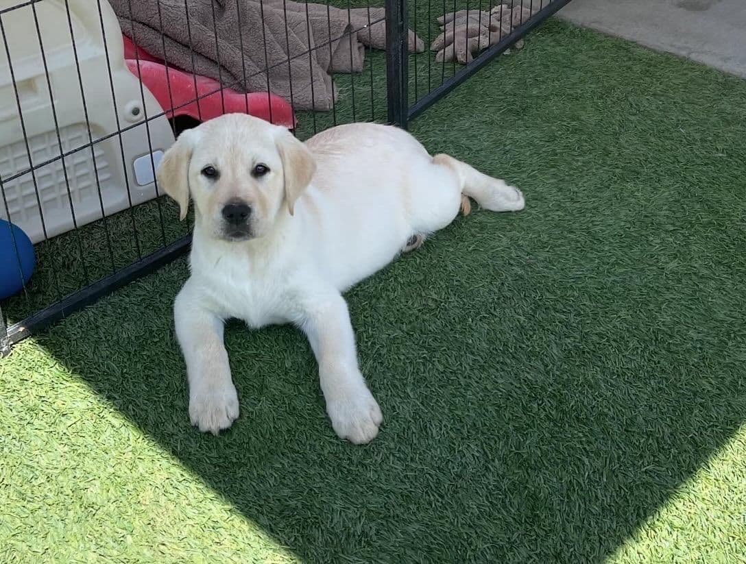 Yellow Lab Puppies breeder image 16