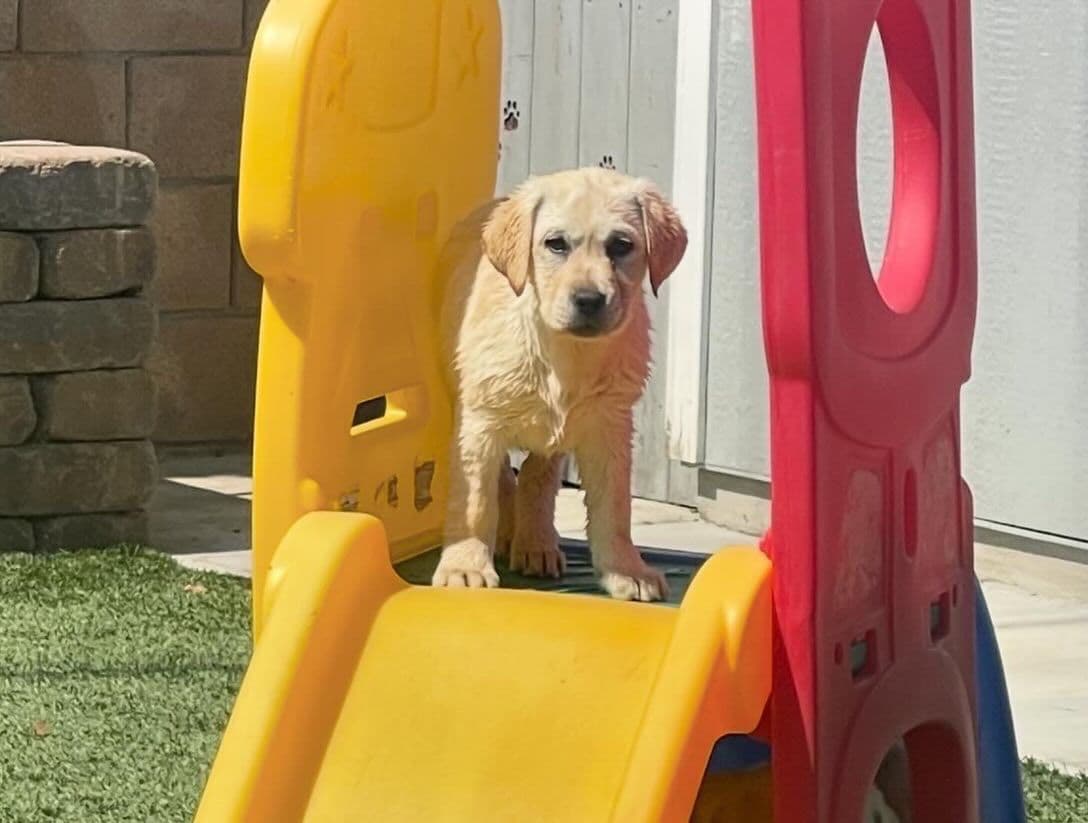 Yellow Lab Puppies breeder image 17