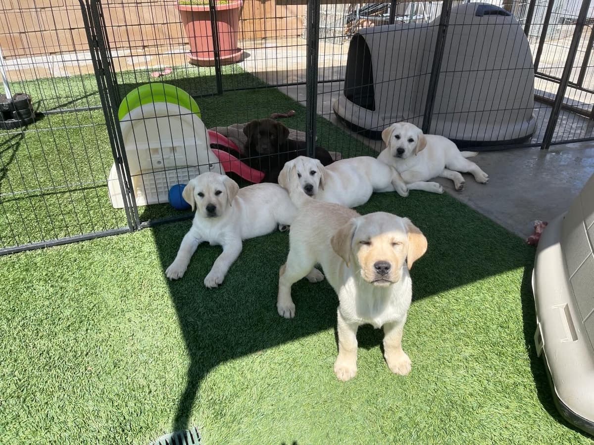 Yellow Lab Puppies breeder image 18