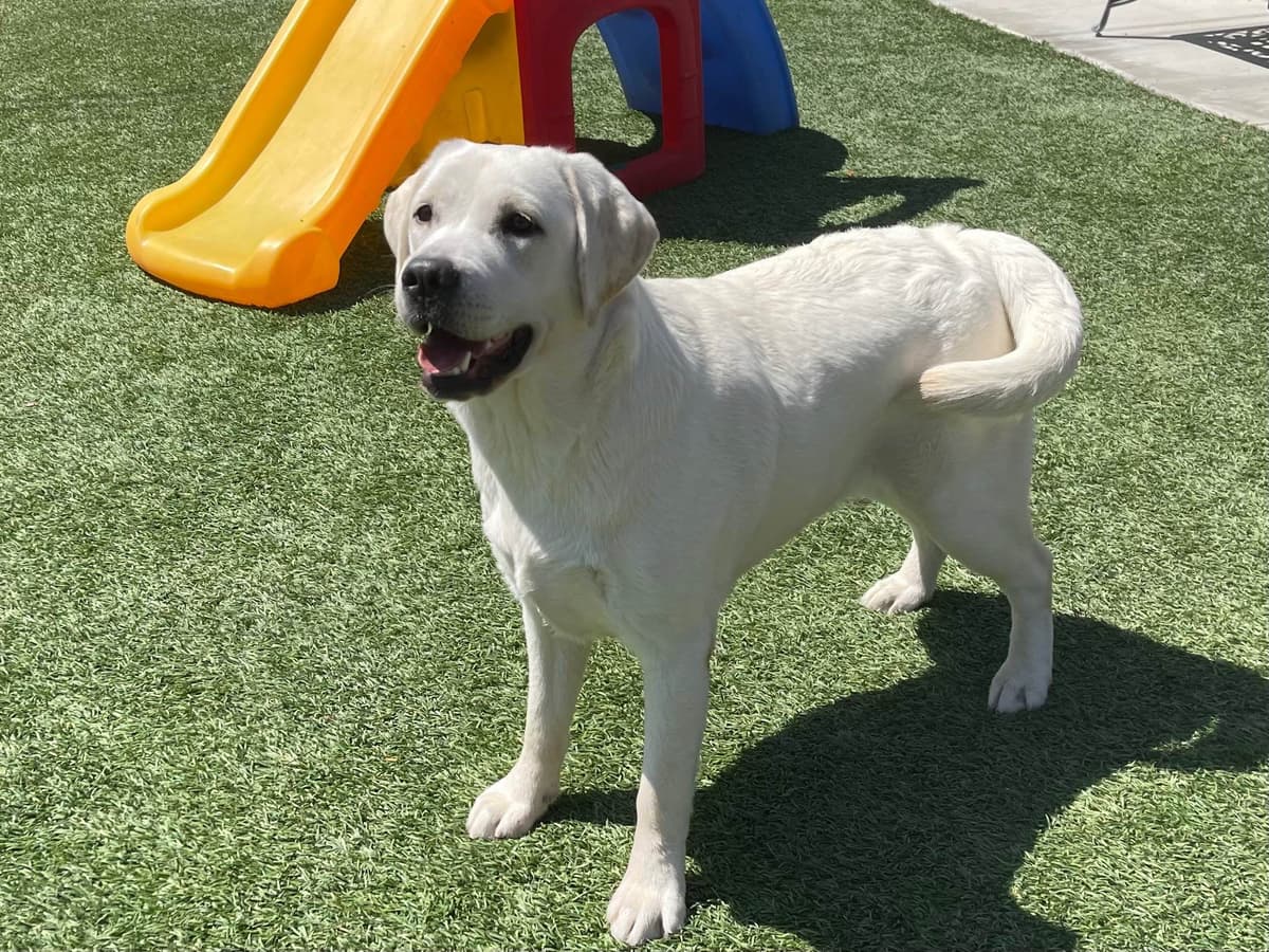 Yellow Lab Puppies breeder image 19