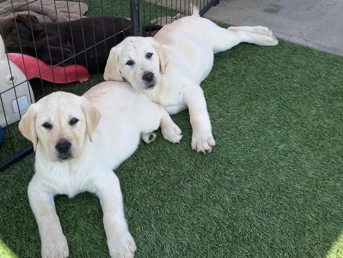 Yellow Lab Puppies breeder image 20