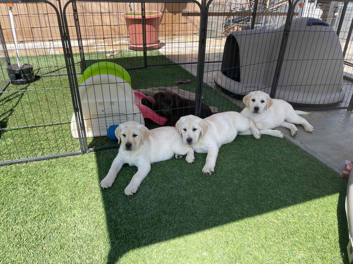 Yellow Lab Puppies breeder image 21