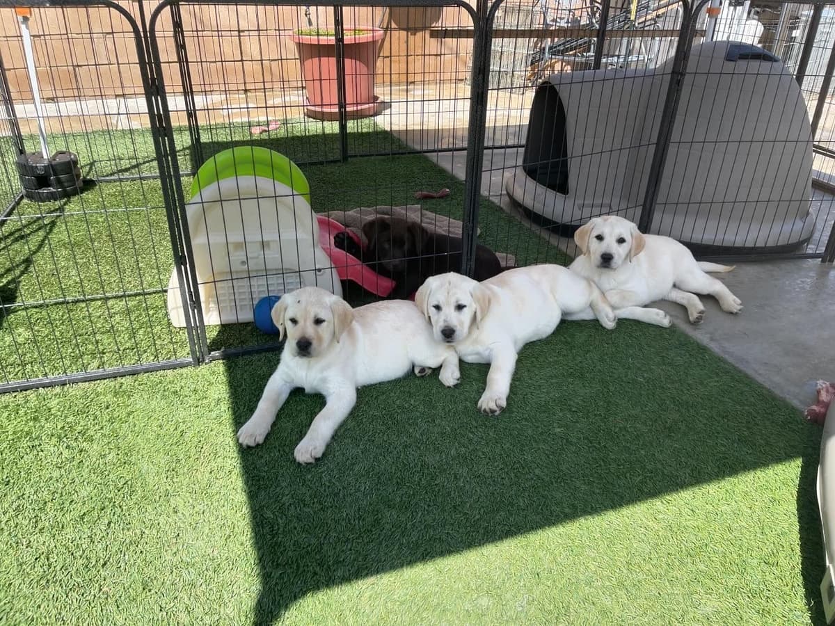 Yellow Lab Puppies breeder image 22