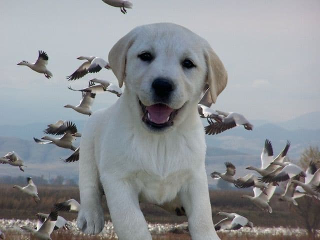 Yellow Lab Puppies breeder image 23