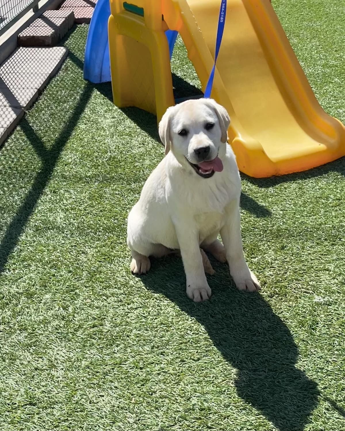 Yellow Lab Puppies breeder image 26