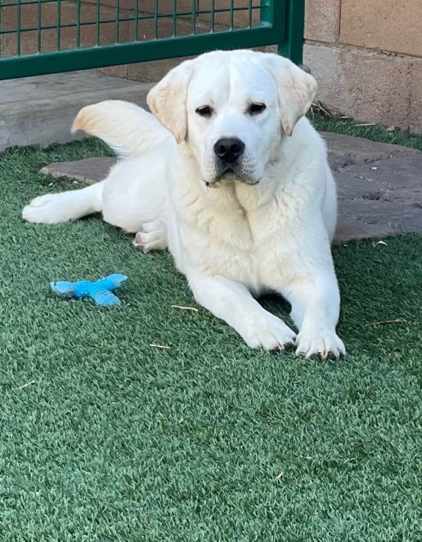 Yellow Lab Puppies breeder image 25