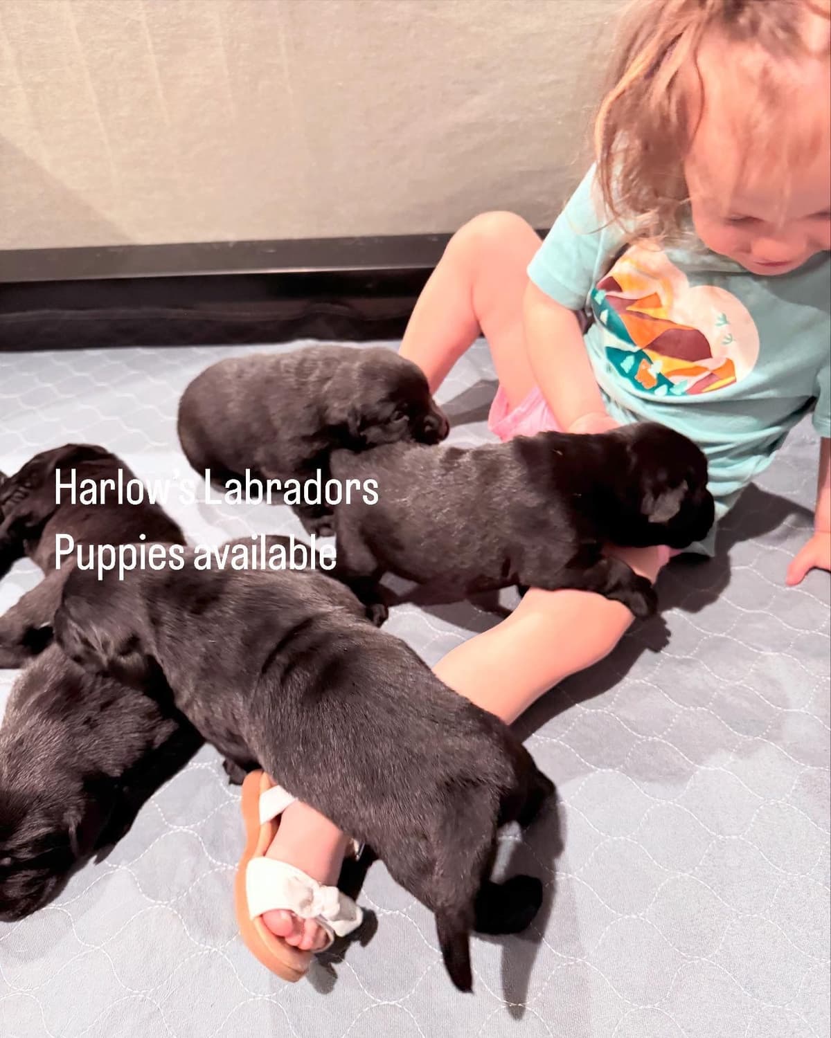 Yellow Lab Puppies breeder image 27