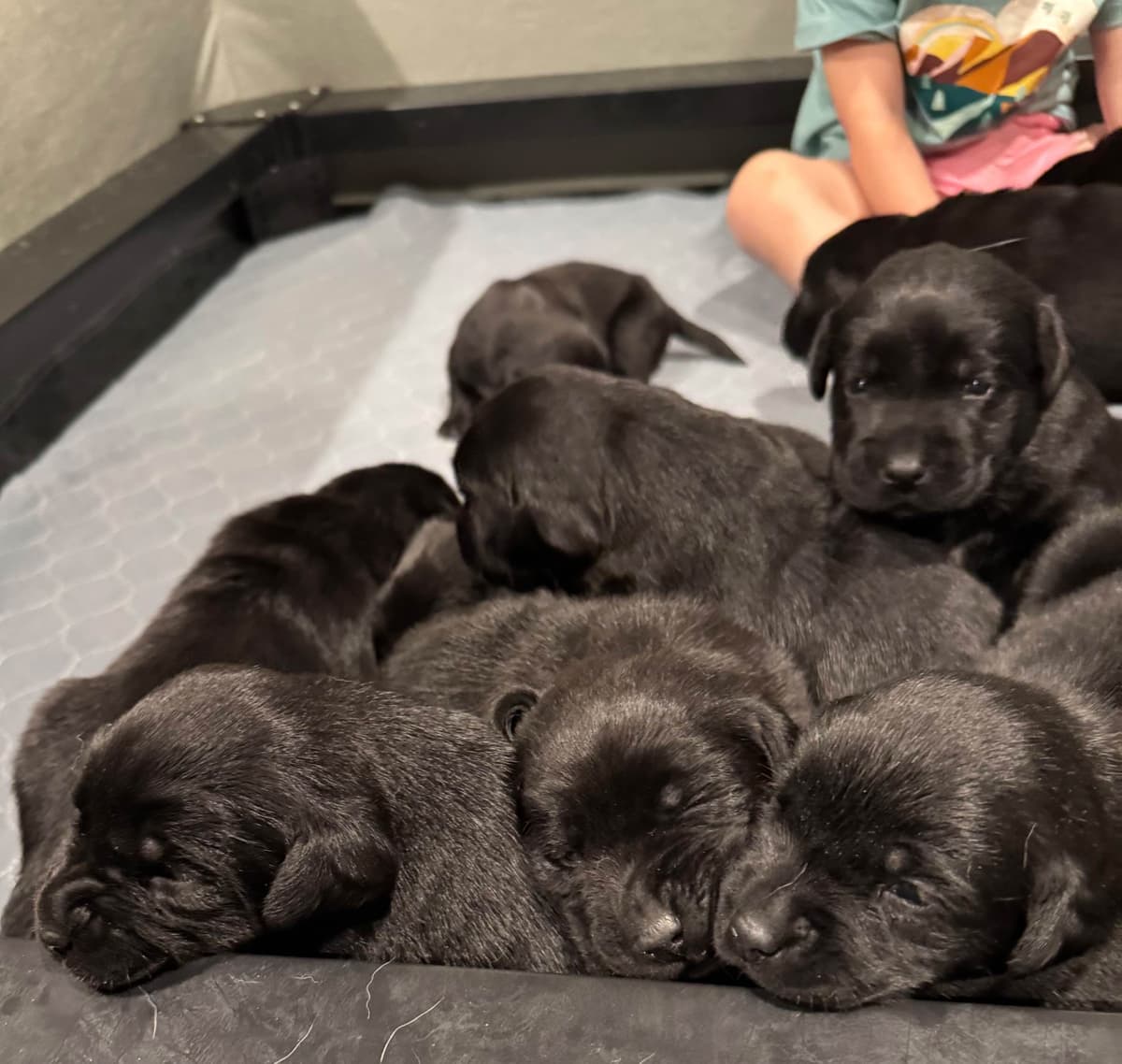 Yellow Lab Puppies breeder image 29