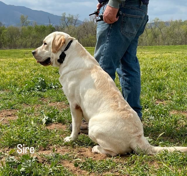 Yellow Lab Puppies media 2
