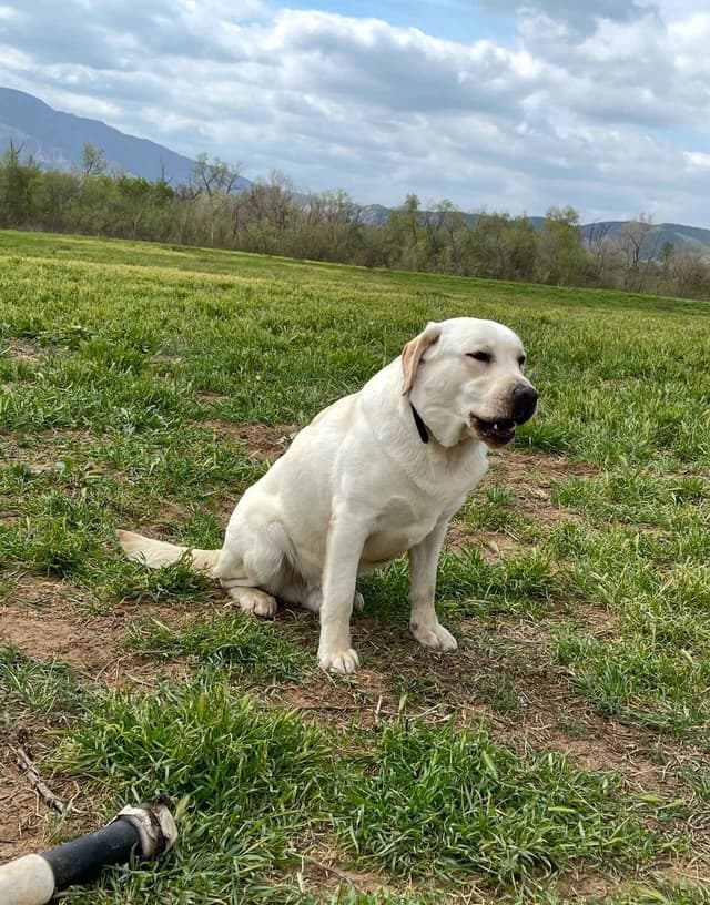 Yellow Lab Puppies media 3