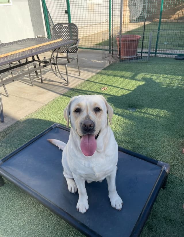 Yellow Lab Puppies media 4
