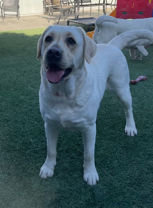 Yellow Lab Puppies media 5