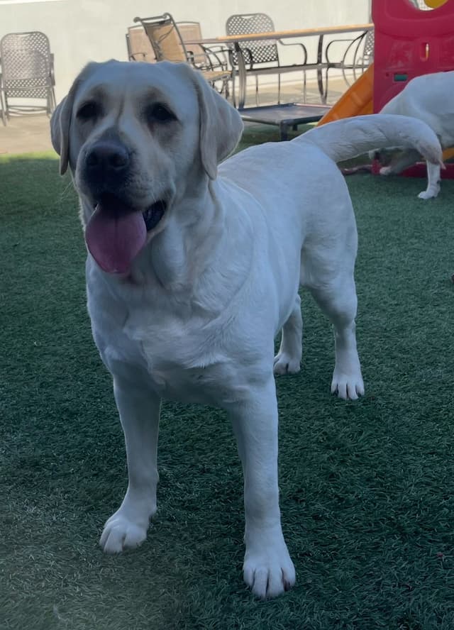 Yellow Lab Puppies media 6