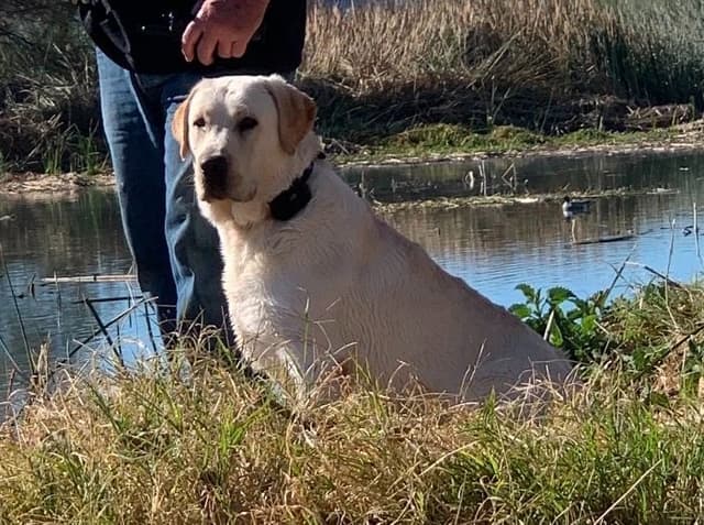 Champion Bloodlines Labrador puppies media 3