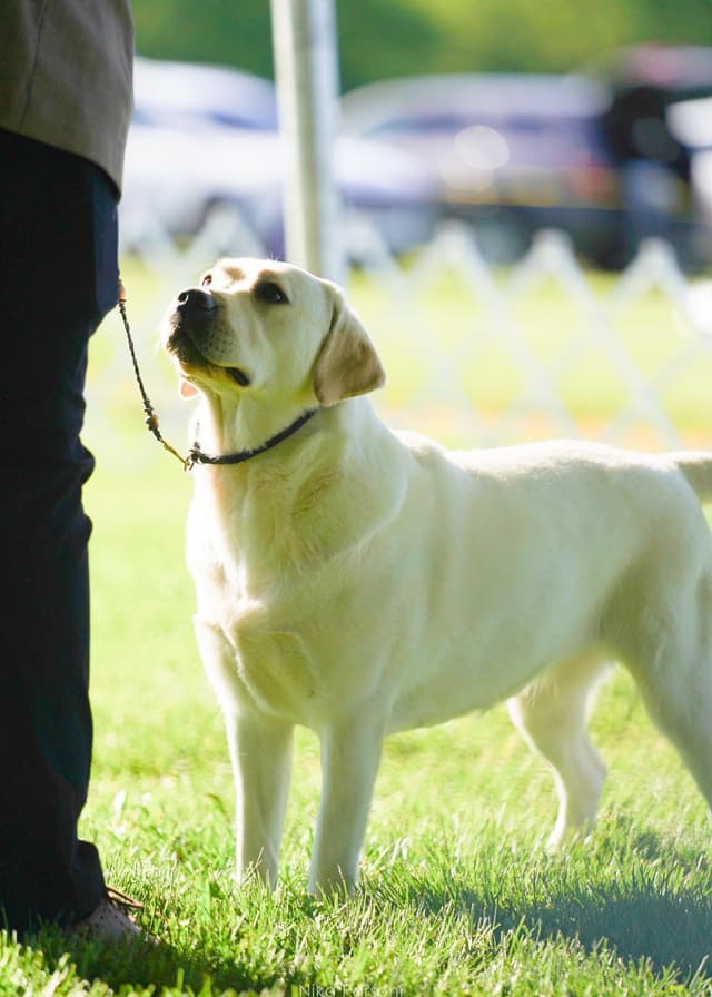 Champion Bloodlines Labrador puppies media 4