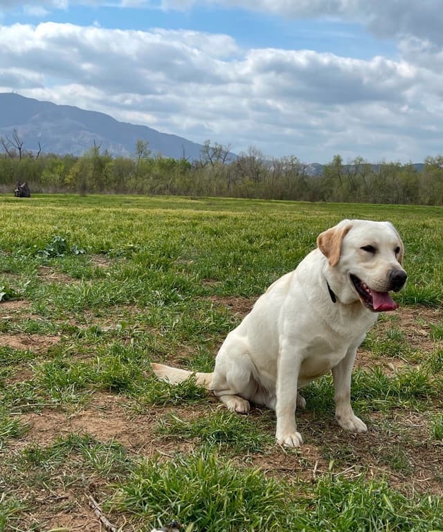 Champion Bloodlines Labrador puppies media 6