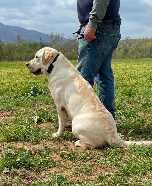 Champion Bloodlines Labrador puppies media 8
