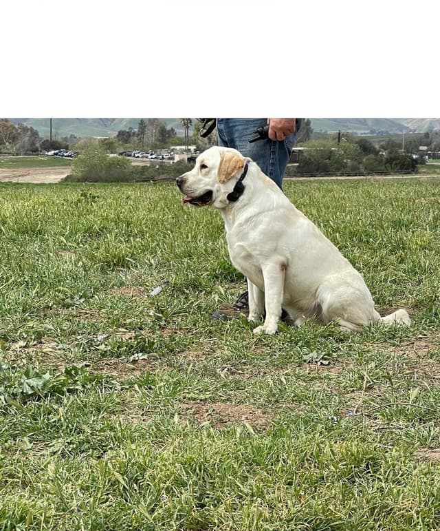 Champion Bloodlines Labrador puppies media 7