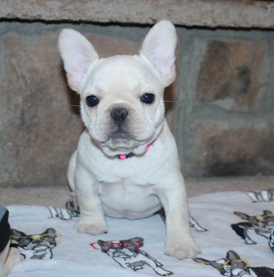BlueGrass Frenchies: Lilac and blue males + 1 cream female breeder image 6