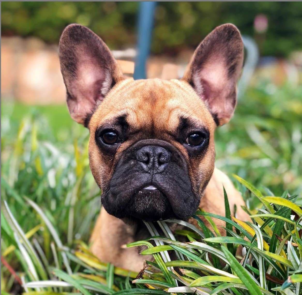 BlueGrass Frenchies: Lilac and blue males + 1 cream female breeder image 10
