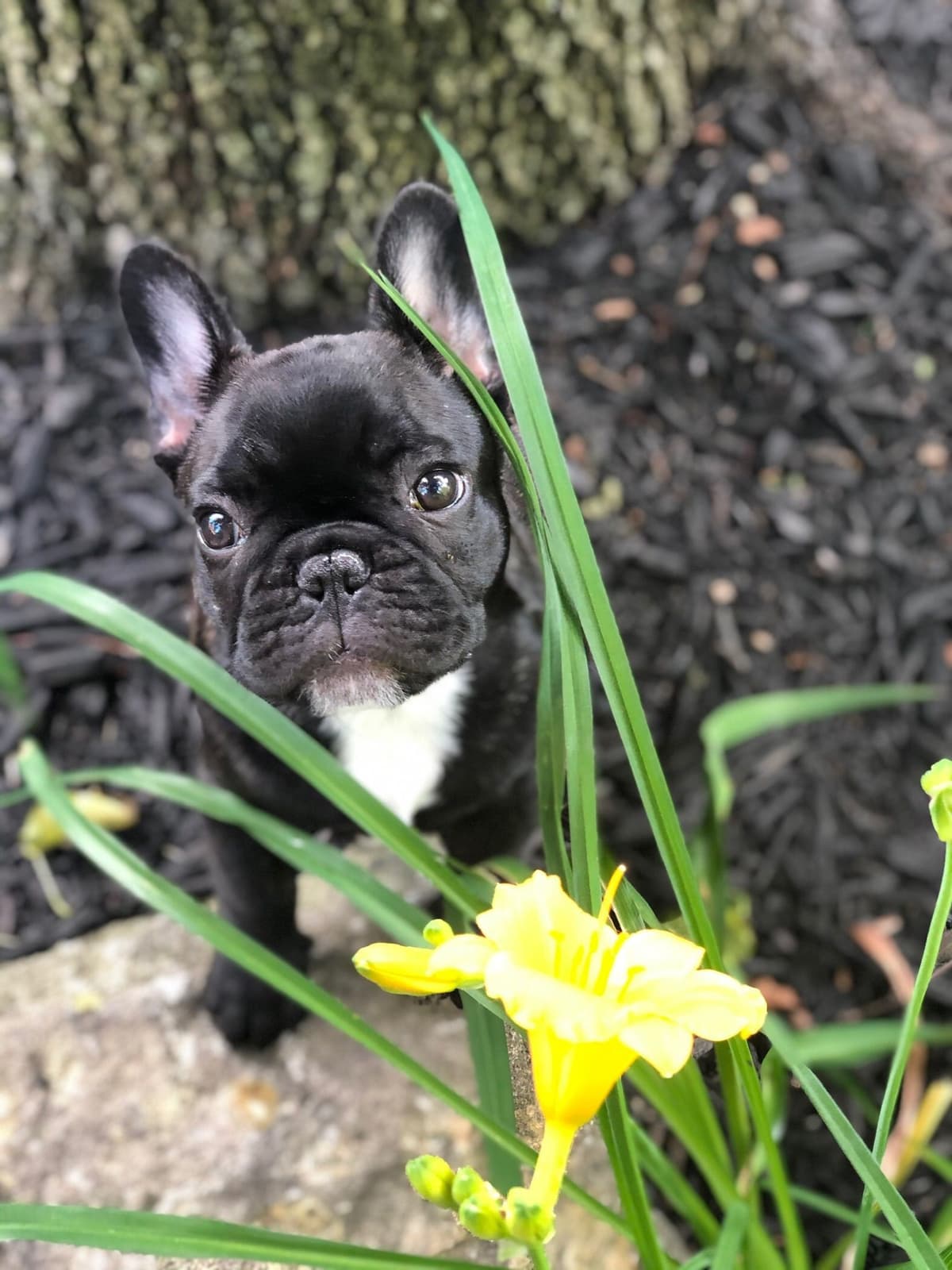 BlueGrass Frenchies: Lilac and blue males + 1 cream female breeder image 27
